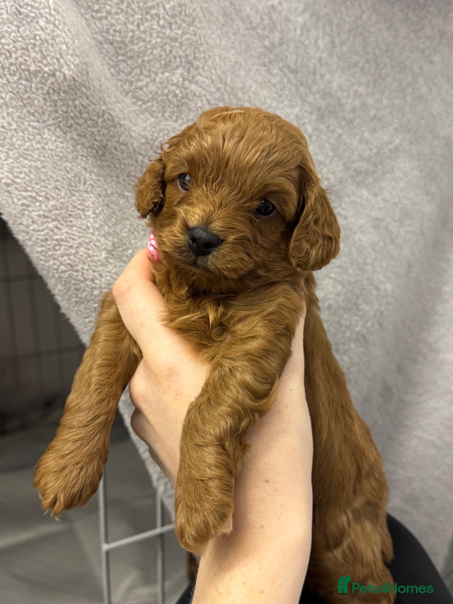 Cavapoo dogs Deep fox red gorgeous cavapoo  - Advert 1