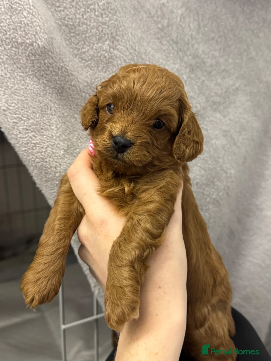 Cavapoo dogs for sale: Deep fox red gorgeous cavapoo  - Advert 1