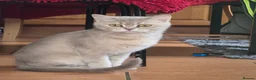 British Shorthair cats for stud: British shorthair  - Advert 2
