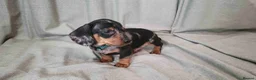 Miniature Dachshund dogs for sale: klzsNLC🐾Gratest mini dapple doxies 4 new familie in Malvern - Advert 3