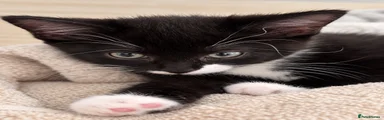 Pebble (name can be changed by new owners)