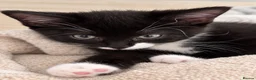 Mixed Breed cats for sale: Beautiful fluffy tuxedo kittens available now - Advert 13