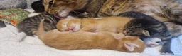 Mixed Breed cats for sale: Ragdoll Cross tabby & ginger Kittens  - Advert 28