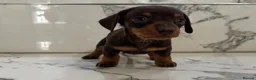 Miniature Dachshund dogs for sale: KC miniature dachshunds - Tiny. Sunning! - Advert 1