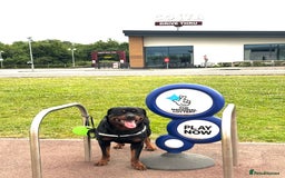 Rottweiler dogs for stud: Rottweiler Stud in Crewe - Image 4