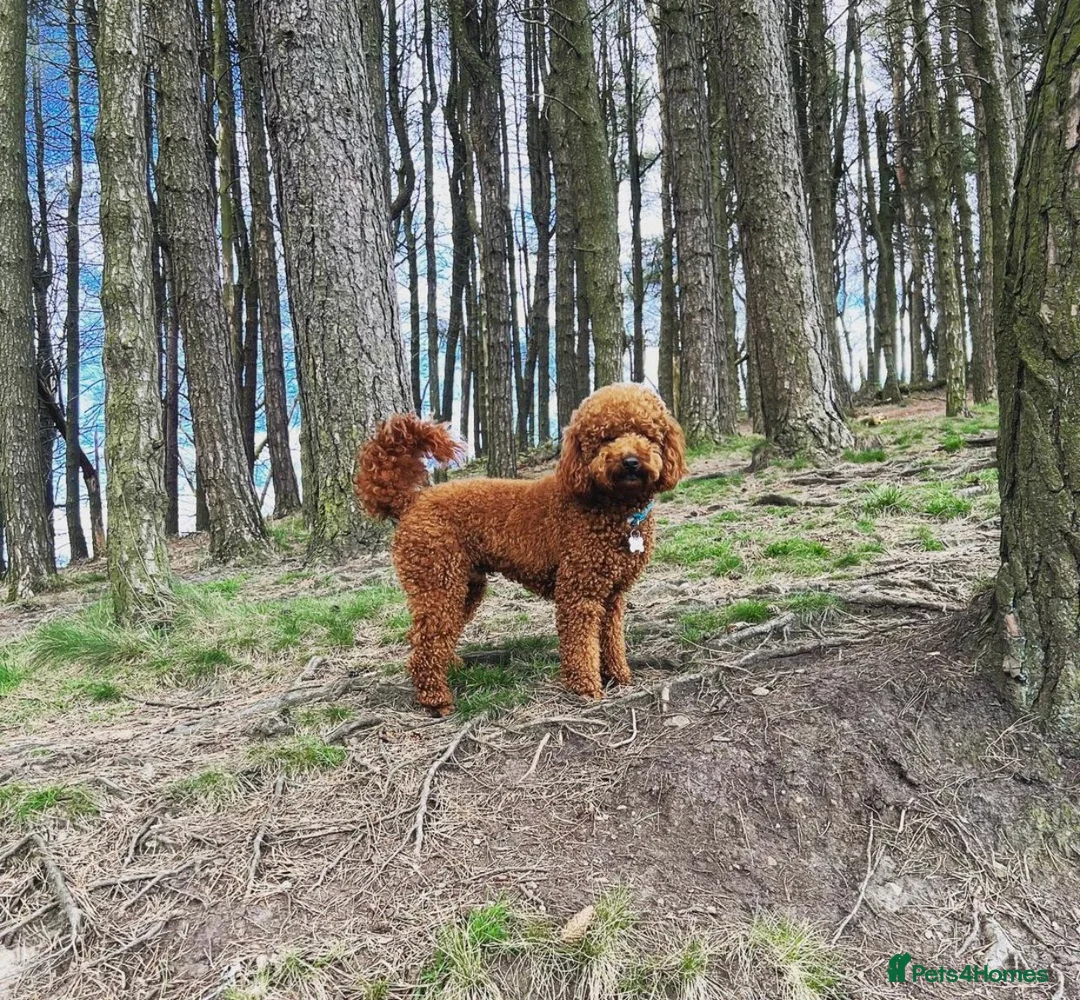 Miniature Poodle dogs for stud: KC FULLY HEALTH TESTED Mini Poodle STUD  in Bacup - Advert 4