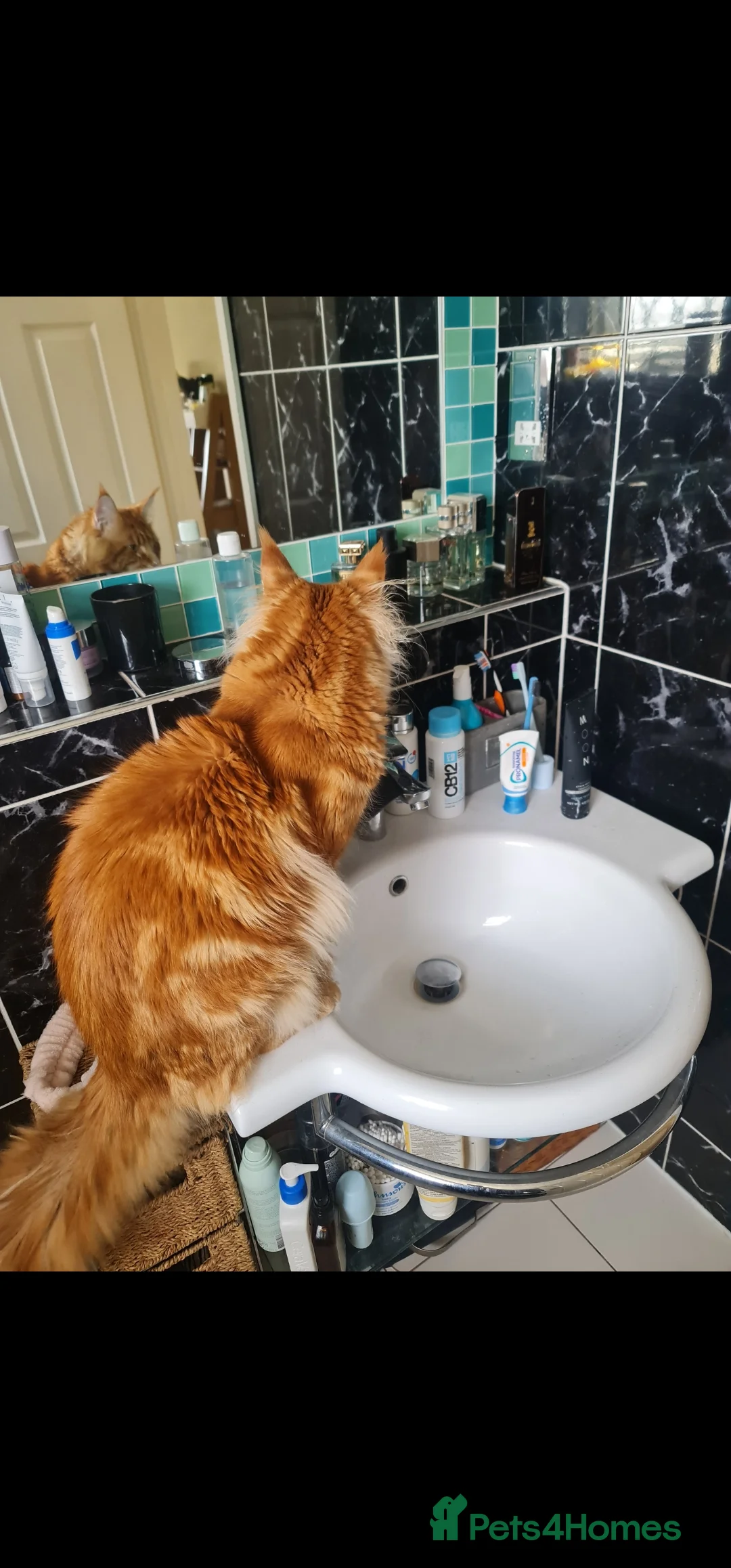 Maine Coon cats for stud: Chack Noris (Red Blotched Tabby) in New Malden - Advert 10