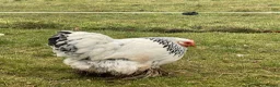 Chickens poultry for sale: Stolen Flock PLEASE HELP RARE BANTAMS  - Advert 13