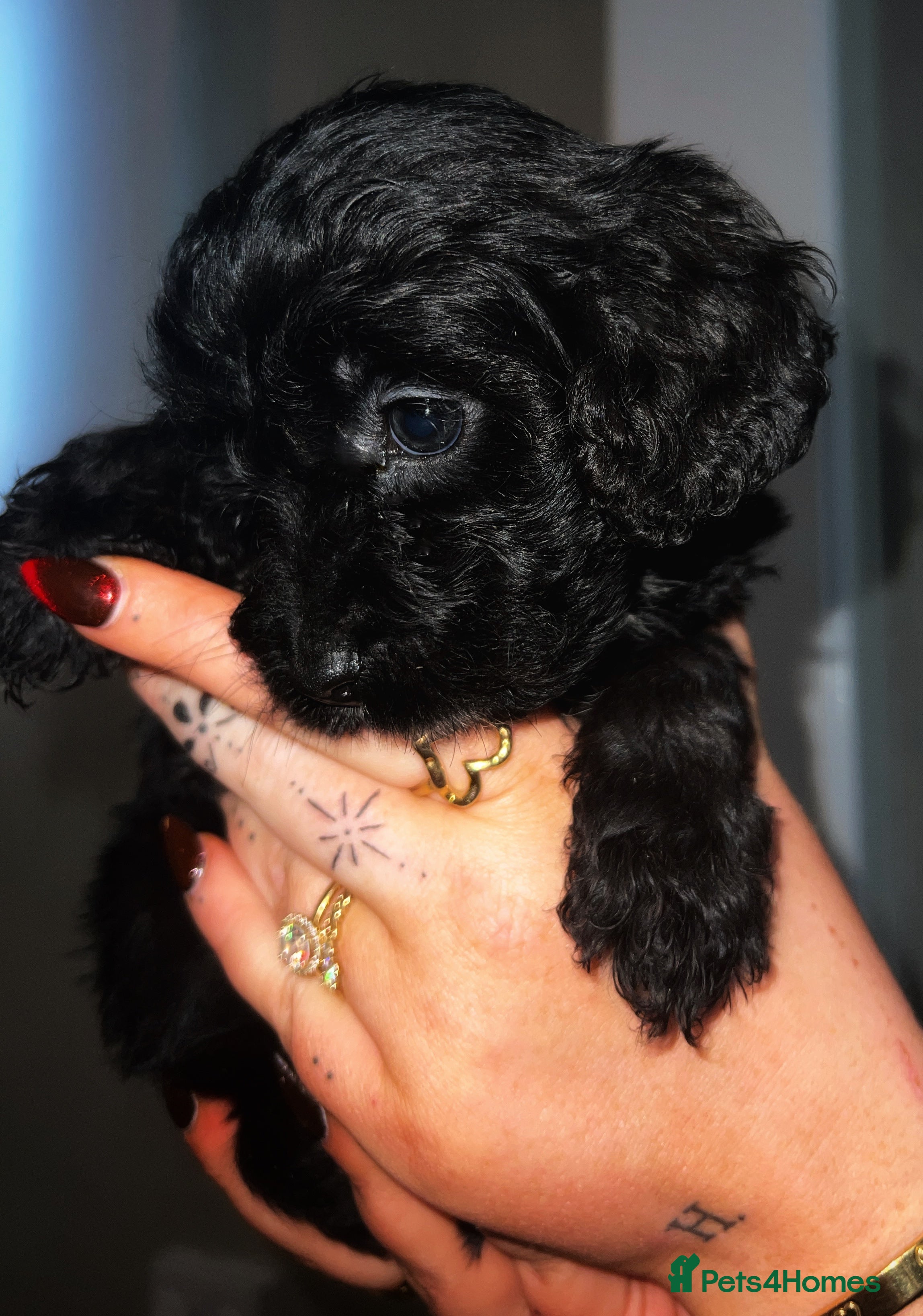 Cavapoo dogs Iconic cavapoo litter health tested parentage  - Advert 14