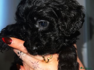 Cavapoo dogs Iconic cavapoo litter health tested parentage - Advert 1