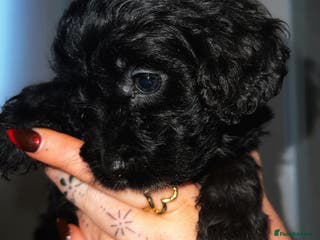 Cavapoo dogs Iconic cavapoo litter health tested parentage - Advert 4