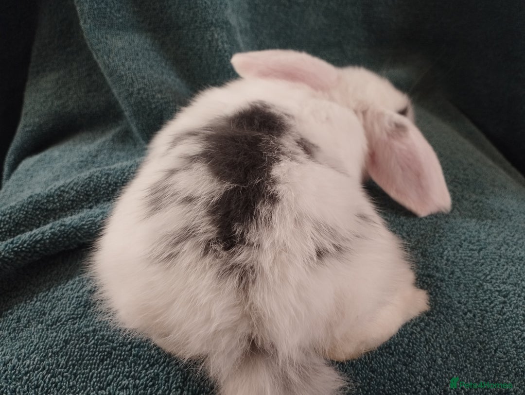 Mini Lop rabbits for sale: Last Mini lop available for deposit 🥰 in Market Drayton - Image 4