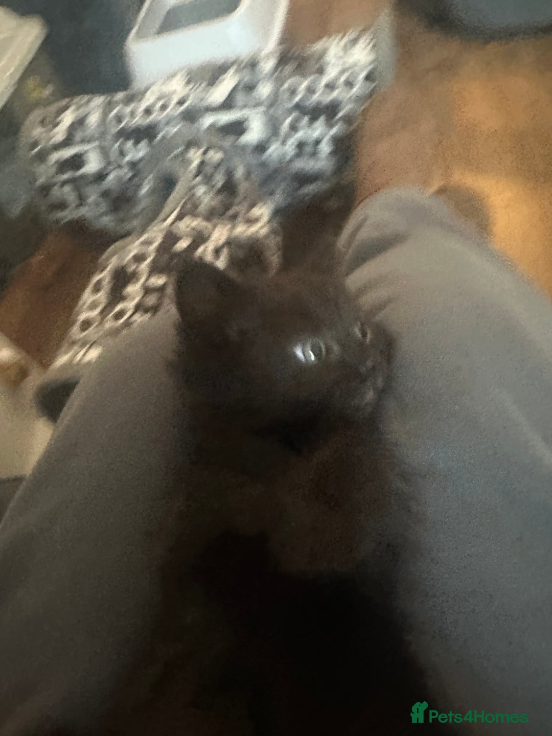 Ragcoon cats for sale: Ragdoll cross - Advert 25