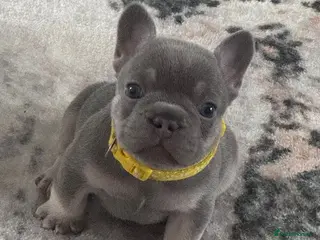 French Bulldog dogs Lilac & Tan KC Reg French Bulldog puppies - Advert 17
