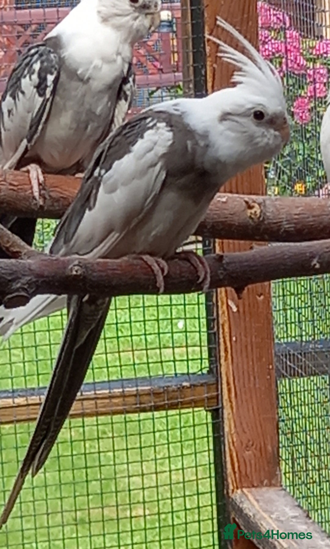Cockatiels birds for sale: Young cockatiels for sale, £100 each, sandbach - Image 3