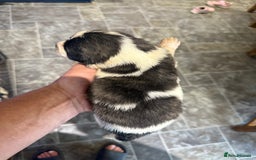 Pyrenean Mastiff dogs for sale: KC registered Pyrenean Mastiffs - Image 9
