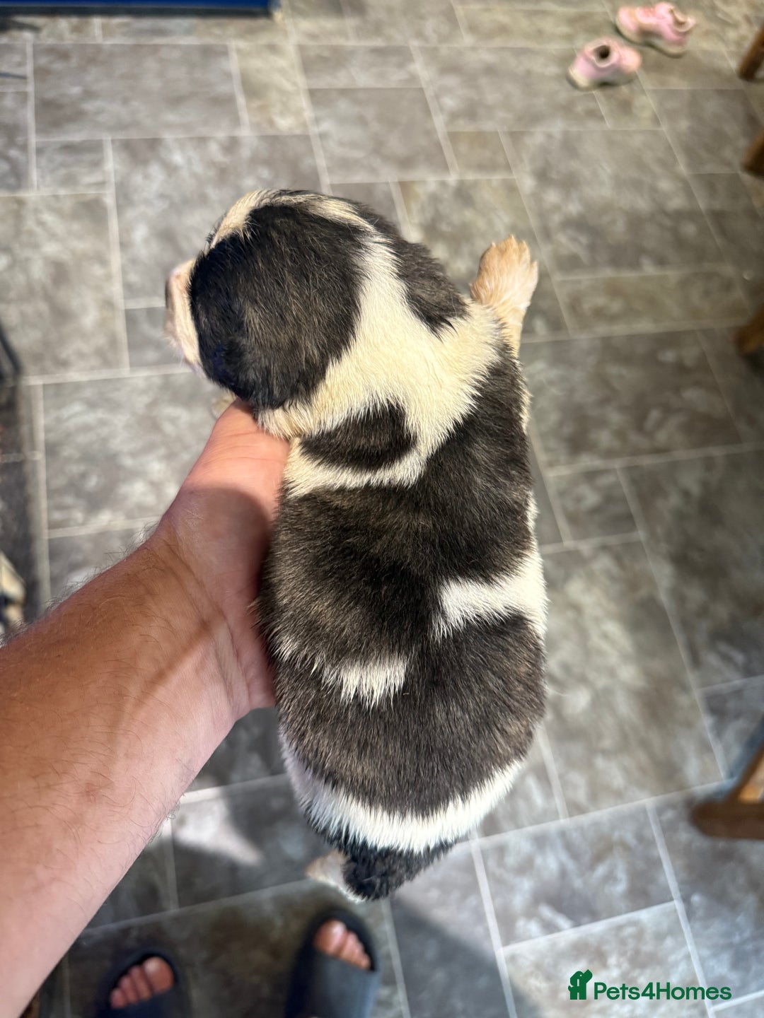 Pyrenean Mastiff dogs for sale: KC registered Pyrenean Mastiffs - Image 9