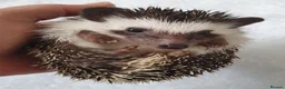 Pygmy Hedgehog rodents for sale: Full pedigree African pygmy hedgehog babies  - Advert 8