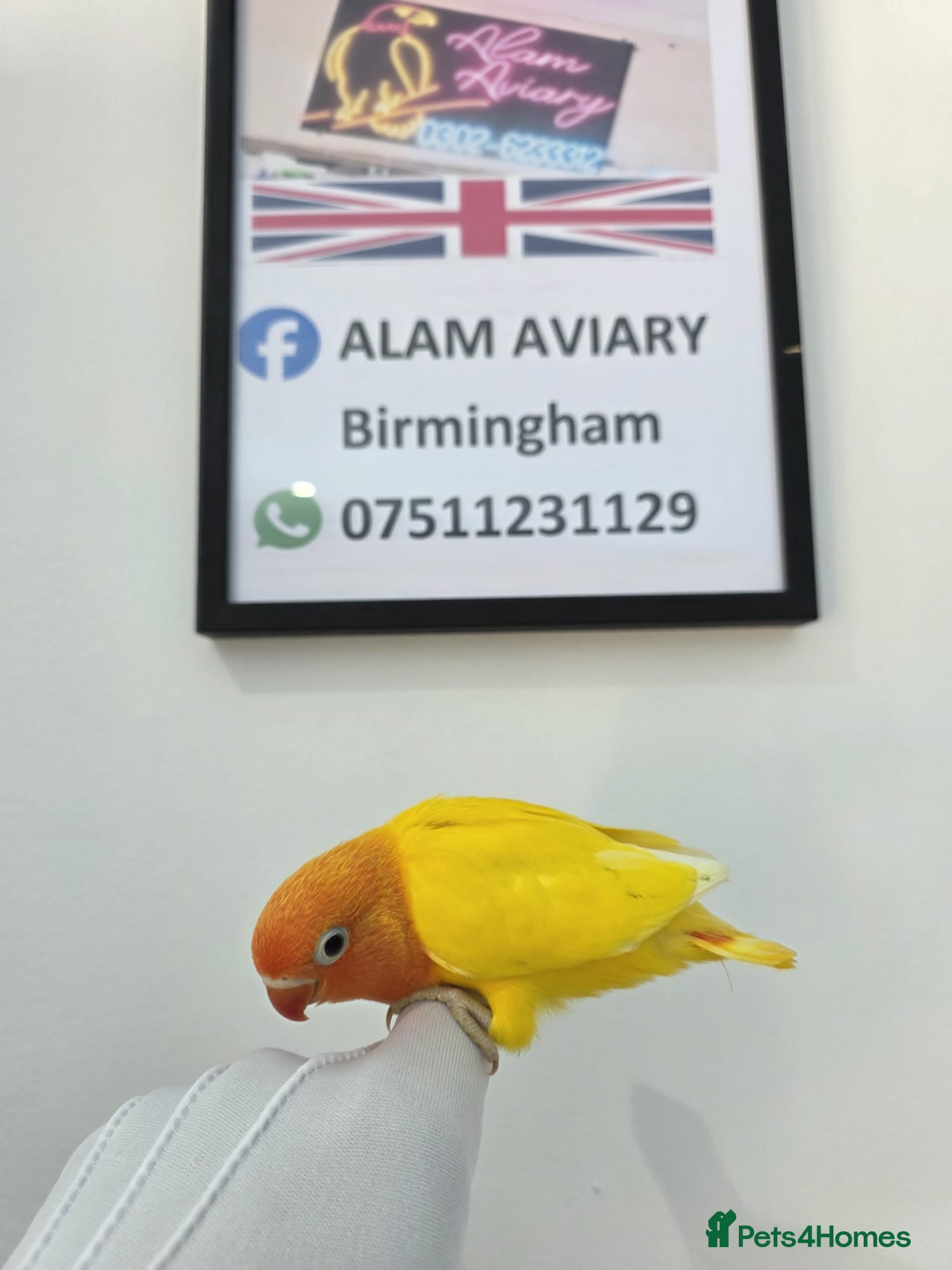 Lovebirds birds for sale: Hand Tame Lovebird various Mutations - Advert 2