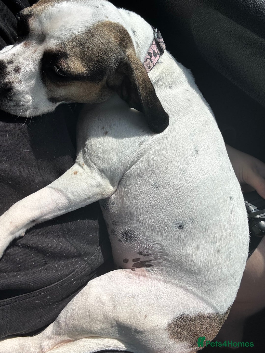 Mixed Breed dogs for sale: Princess  - Image 4