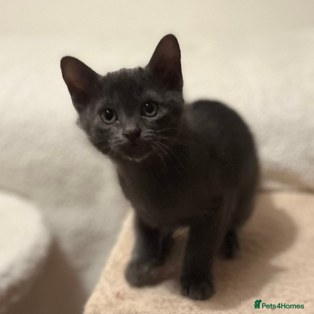 Asian cats for sale: Quality GCCF registered Blue Asian kitten - Advert 3