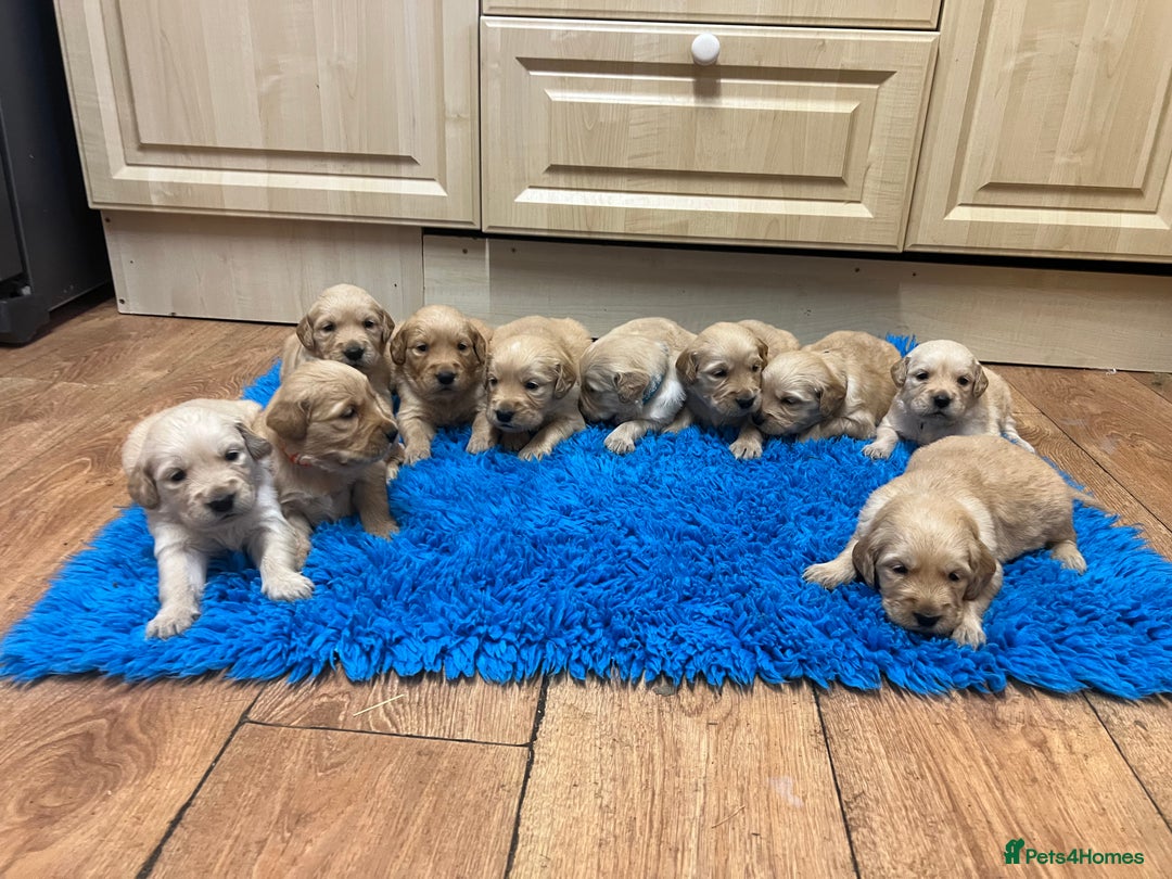 Golden Retriever dogs for sale: Gorgeous KC registered golden retriever puppies - Advert 2