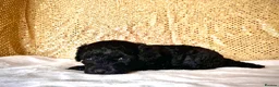 Poodle dogs for sale: 🌟Stunning Mini Poodles🌟CHAMPION LINES, DNA CLEAR - Advert 5