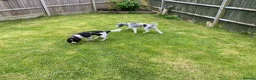 Cockapoo dogs for sale: Loving Home Wanted for Monty – 20 Month Cockapoo - Advert 9