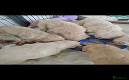 Golden Retriever dogs for sale: Stunning golden retriever babies - Image 6
