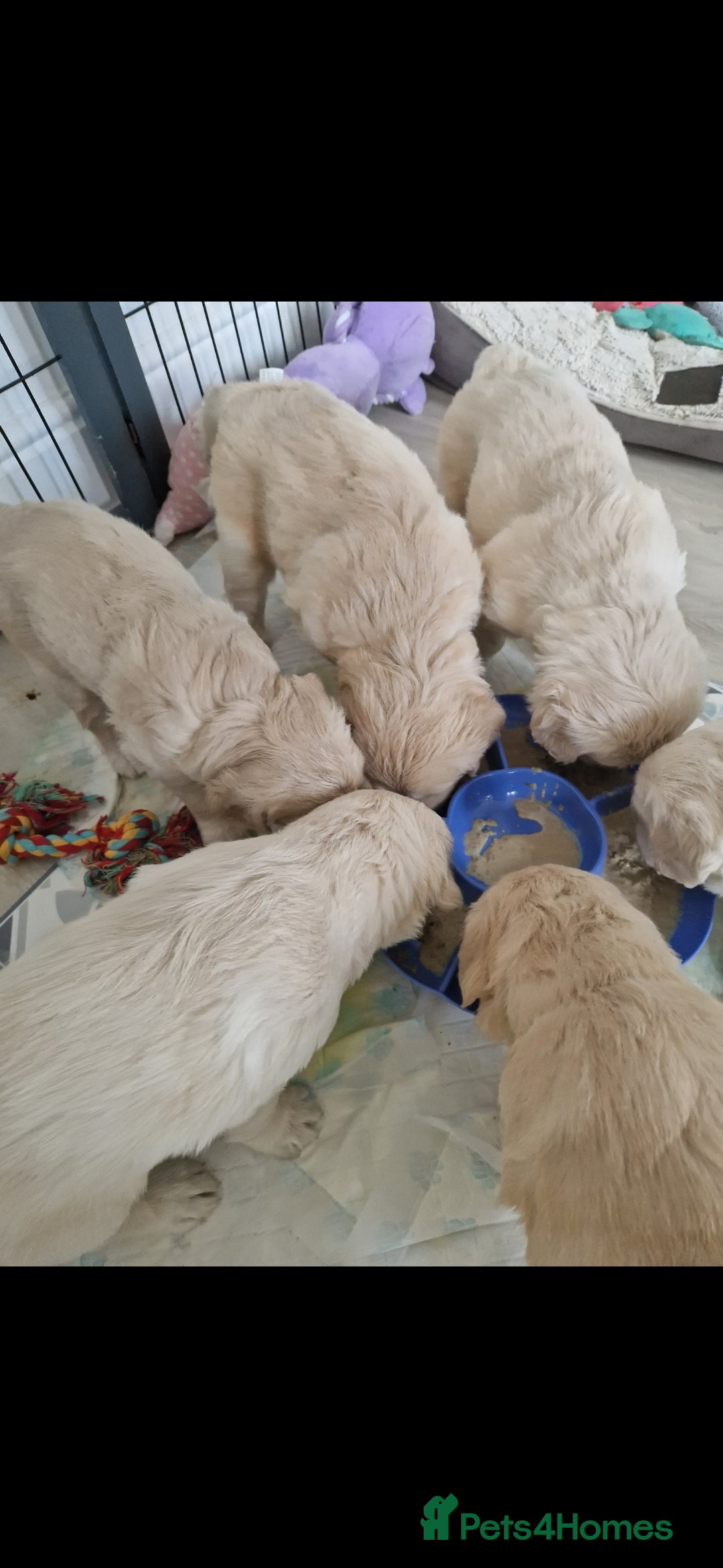 Golden Retriever dogs for sale: Stunning golden retriever babies - Image 6
