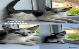 British Shorthair cats for sale: 8 Kittens - Image 2