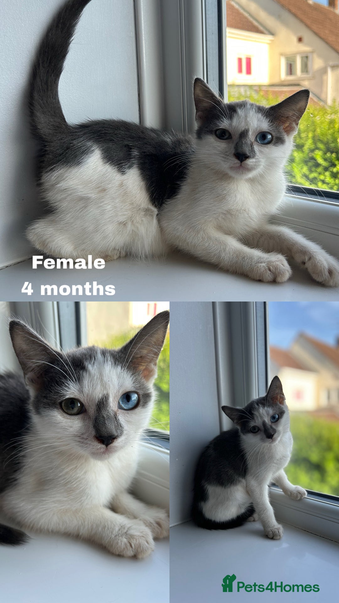 British Shorthair cats for sale: 8 Kittens - Image 2