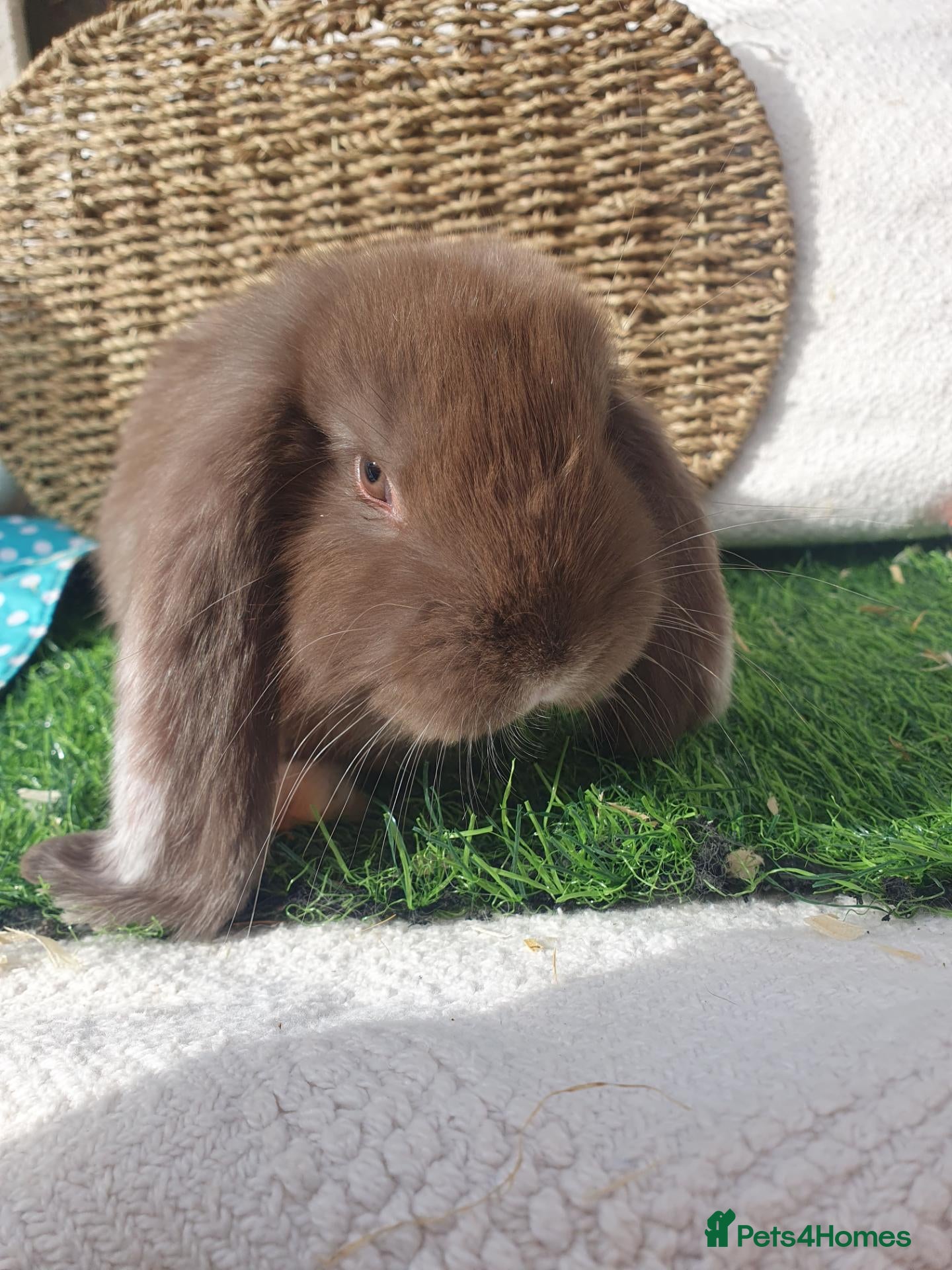 French Lop rabbits Giant French Lop babies - Advert 1