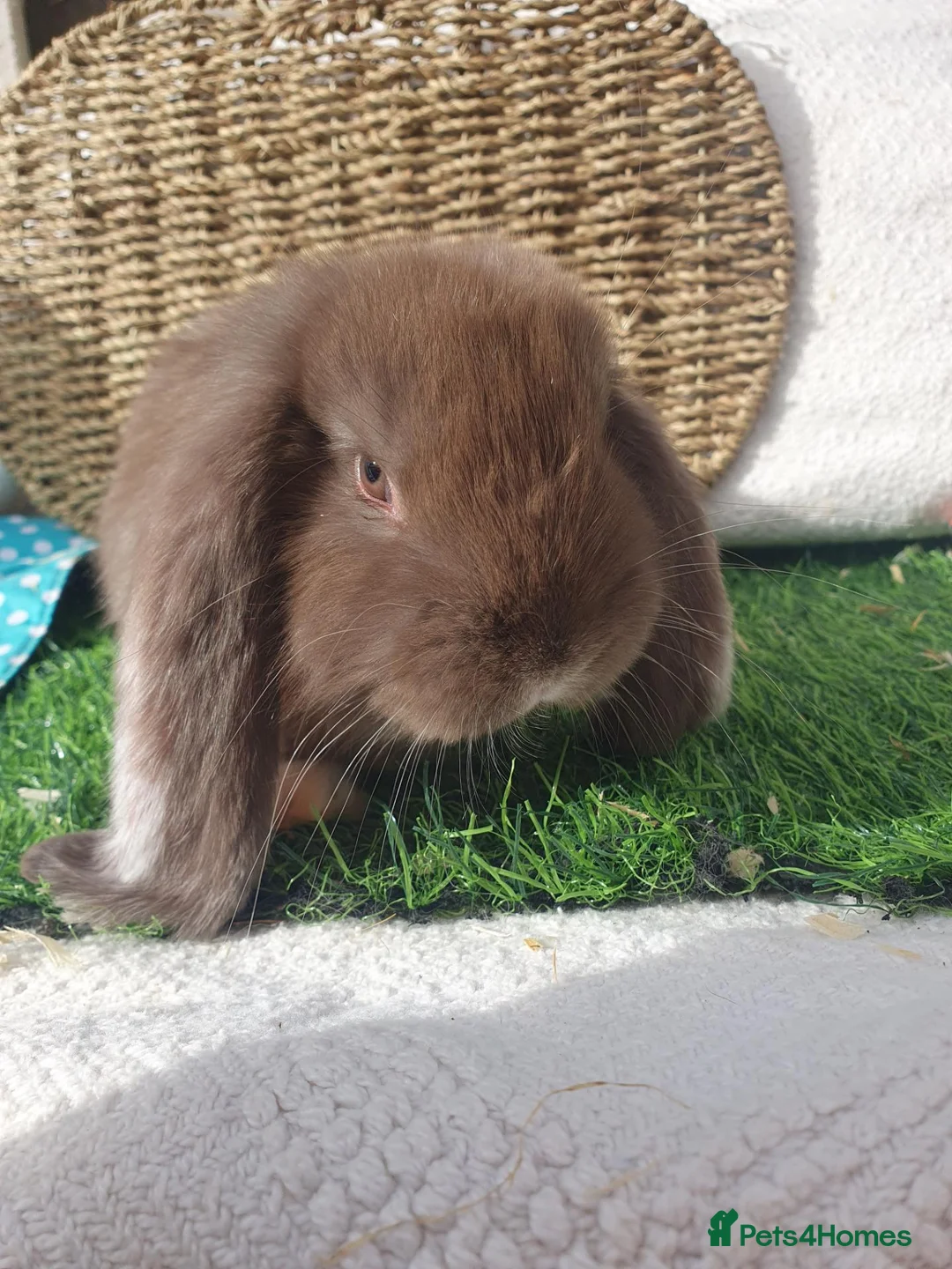 French Lop rabbits for sale: Giant French Lop babies - Advert 1
