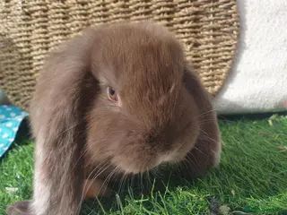 French Lop rabbits Giant French Lop babies - Advert 1