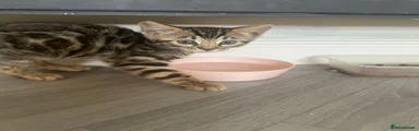 Bengal 3