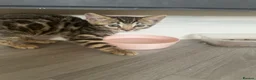Bengal cats for sale: Bengal kittens  - Advert 26