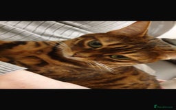 Bengal cats for sale: Bengal cat  - Image 4