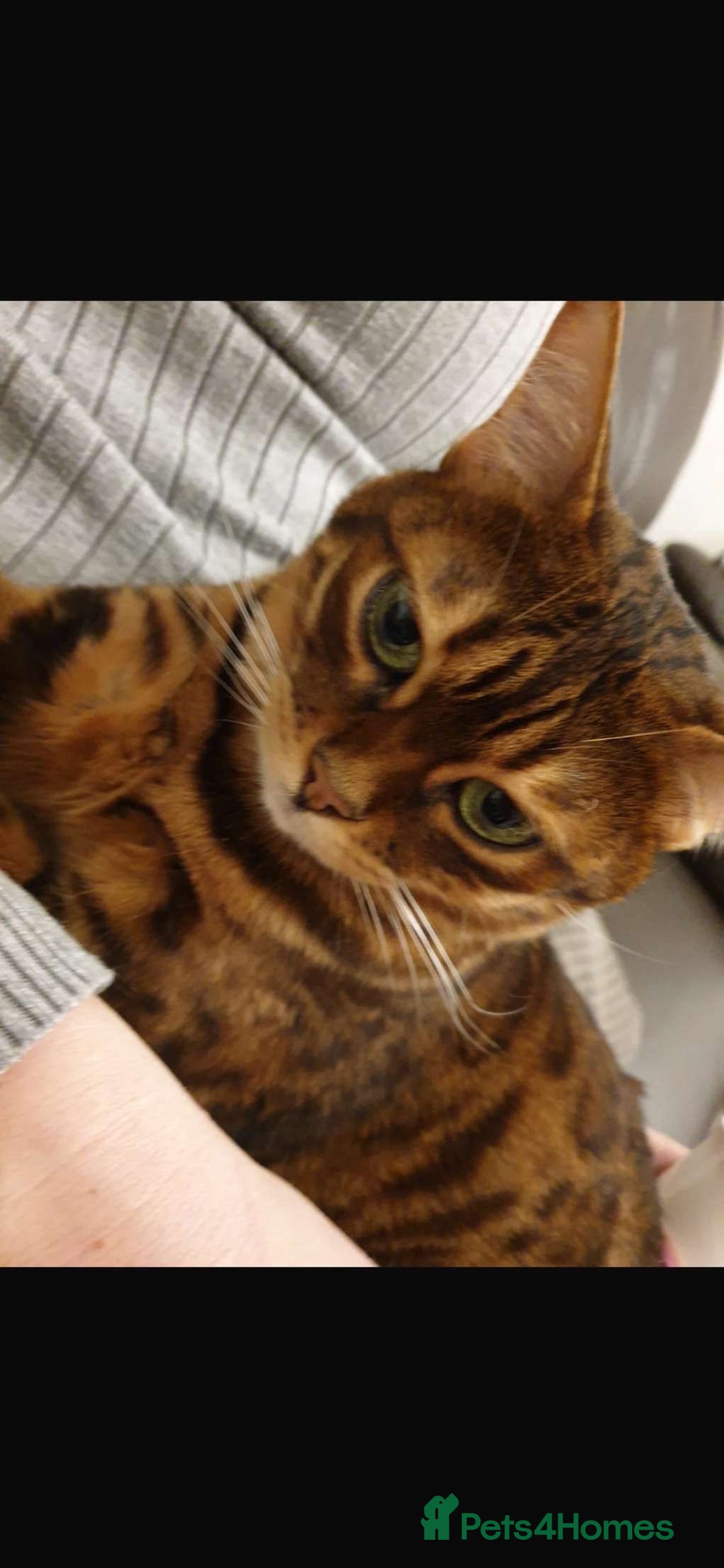 Bengal cats for sale: Bengal cat  - Image 4