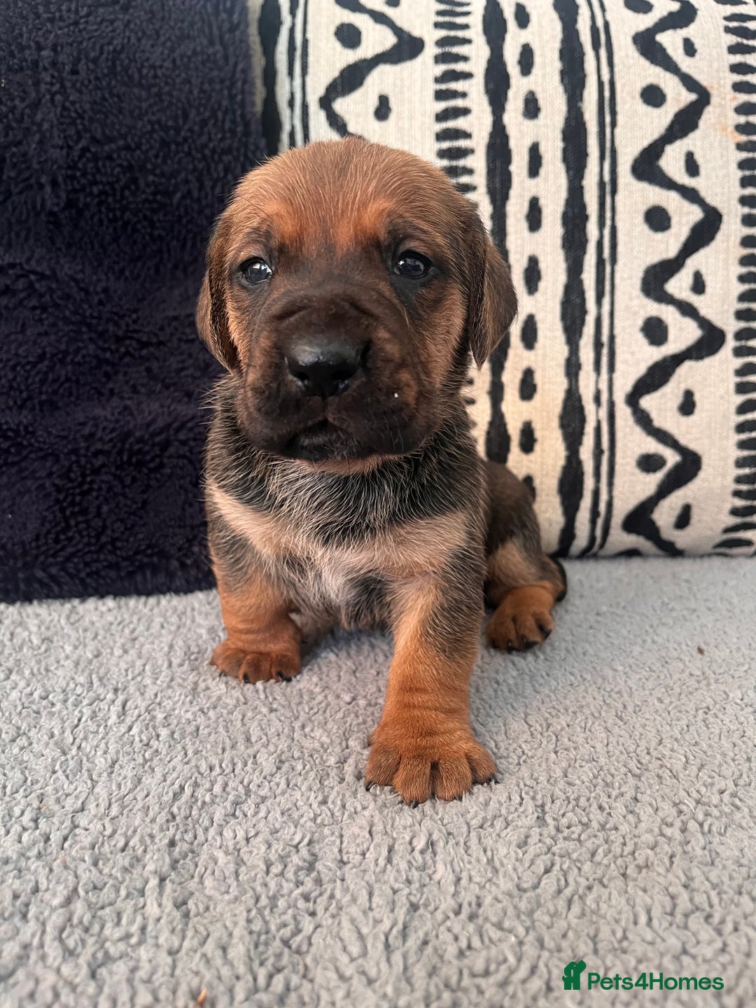 Cane Corso dogs for sale: Stunning Full Pedigree Cane Corso Puppies 🏆  - Advert 8