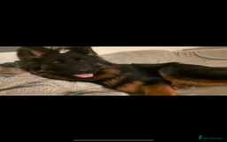 German Shepherd dogs for sale: Perfect 1 year old German Shephard - Long Haired - Image 1