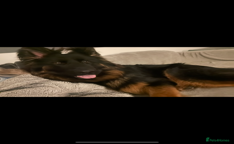 German Shepherd dogs - Advert 11