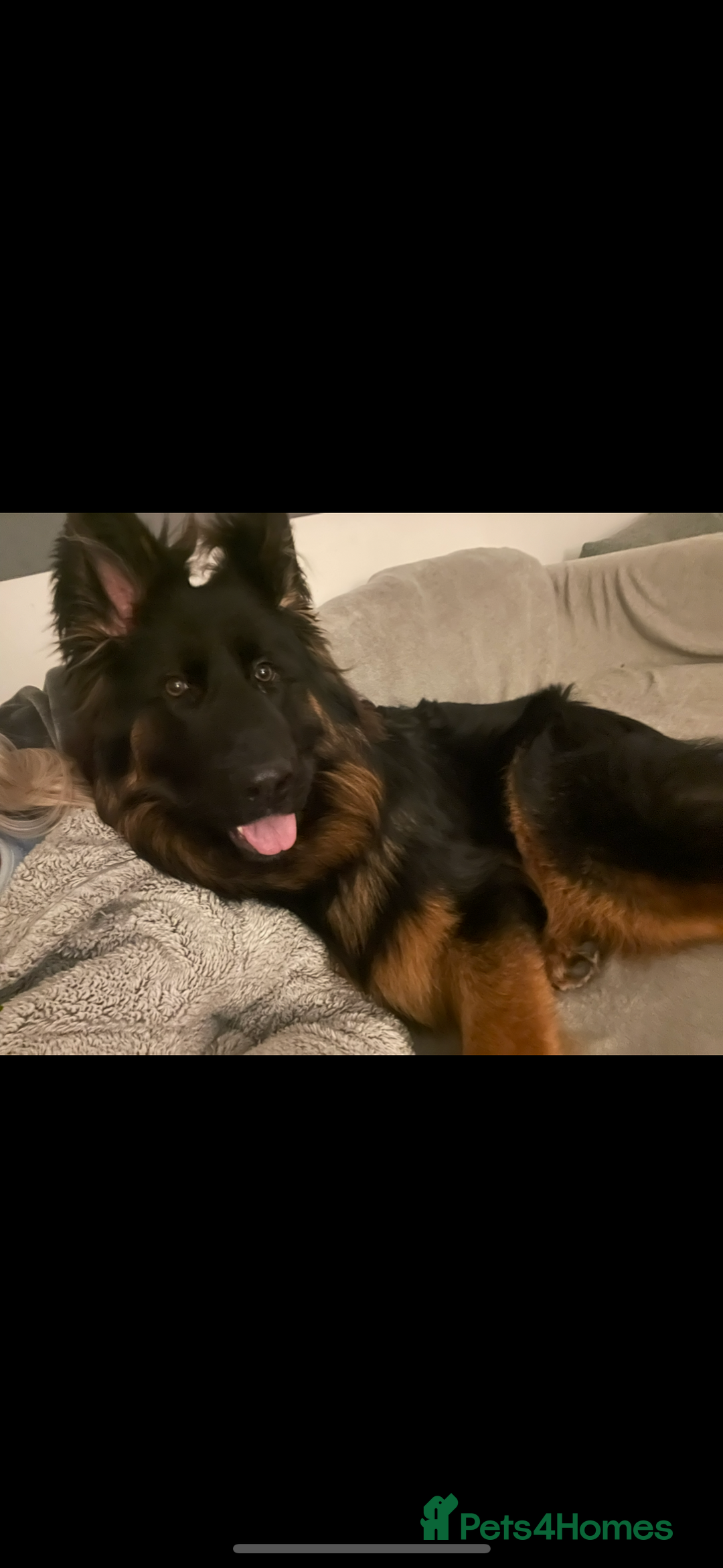 German Shepherd dogs for sale: Perfect 1 year old German Shephard - Long Haired - Image 1