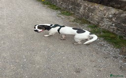 Mixed Breed dogs for sale: Meet Thor  - Image 8