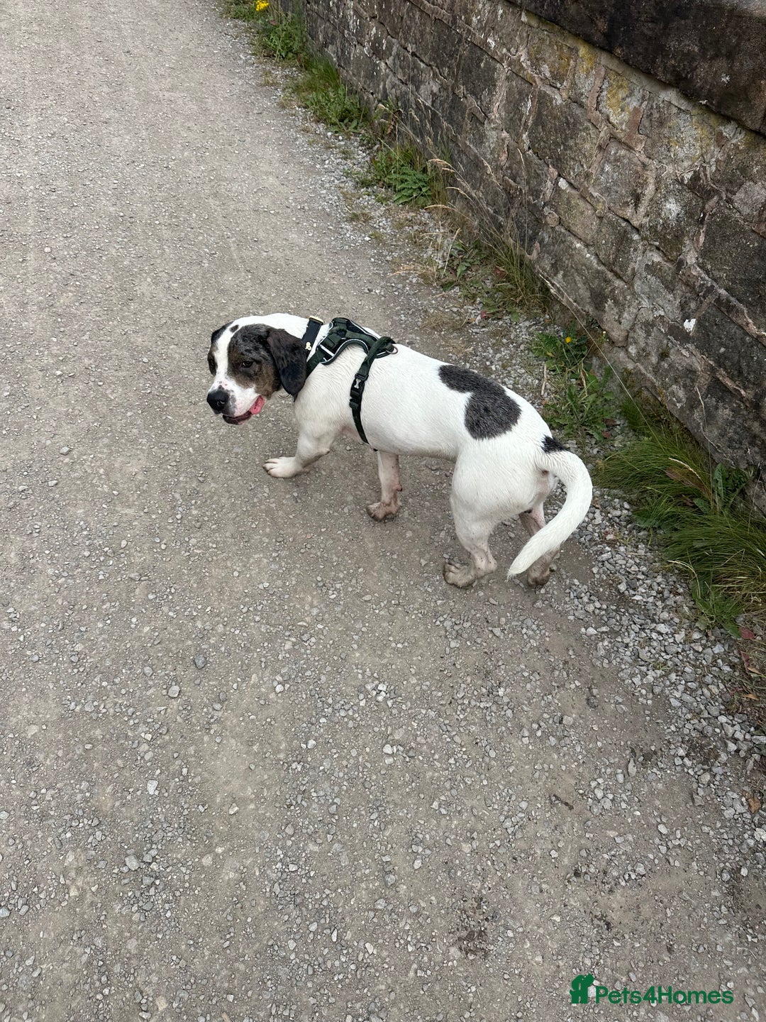 Mixed Breed dogs for sale: Meet Thor  - Image 8