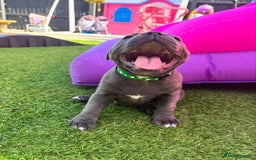 Staffordshire Bull Terrier dogs for sale: staffy puppies - Image 3