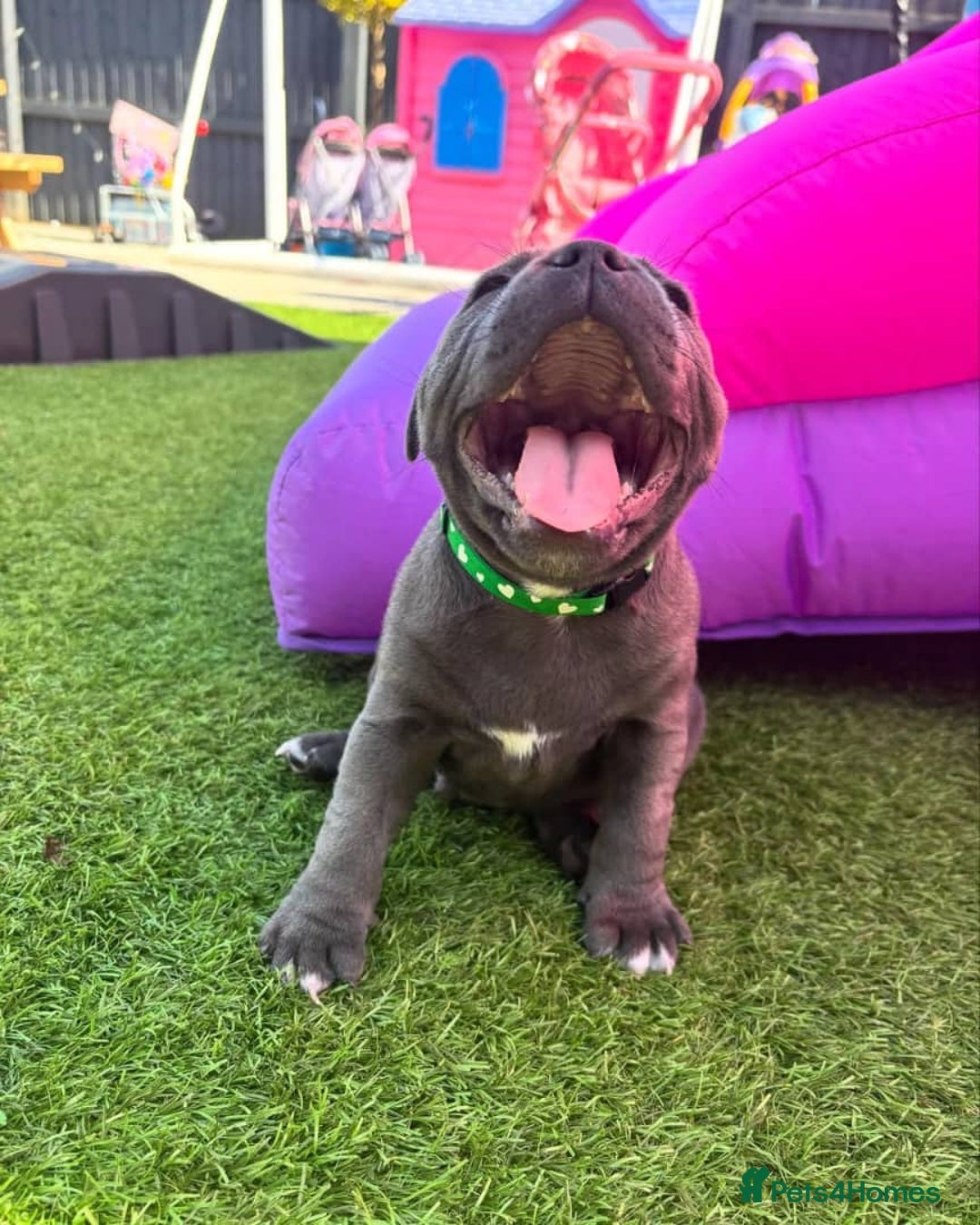 Staffordshire Bull Terrier dogs for sale: staffy puppies - Image 3