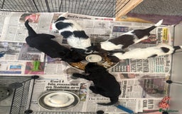Mixed Breed dogs for sale: SprockerPoo Puppies ready 16/12 - Advert 2