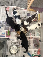Mixed Breed dogs SprockerPoo Puppies ready 16/12 - Advert 10