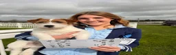 Jack Russell dogs for stud: KC Jack Russell Cliff - Advert 6